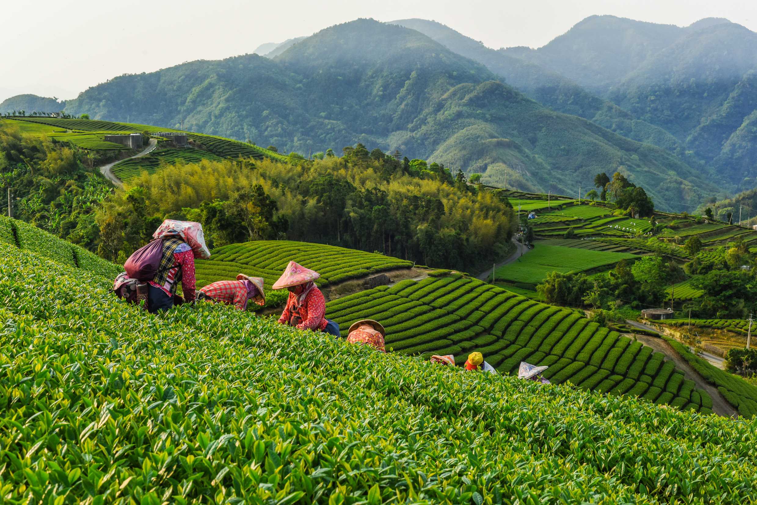 The Pinnacle Of Tea - Luxurious Brews of Pleasure