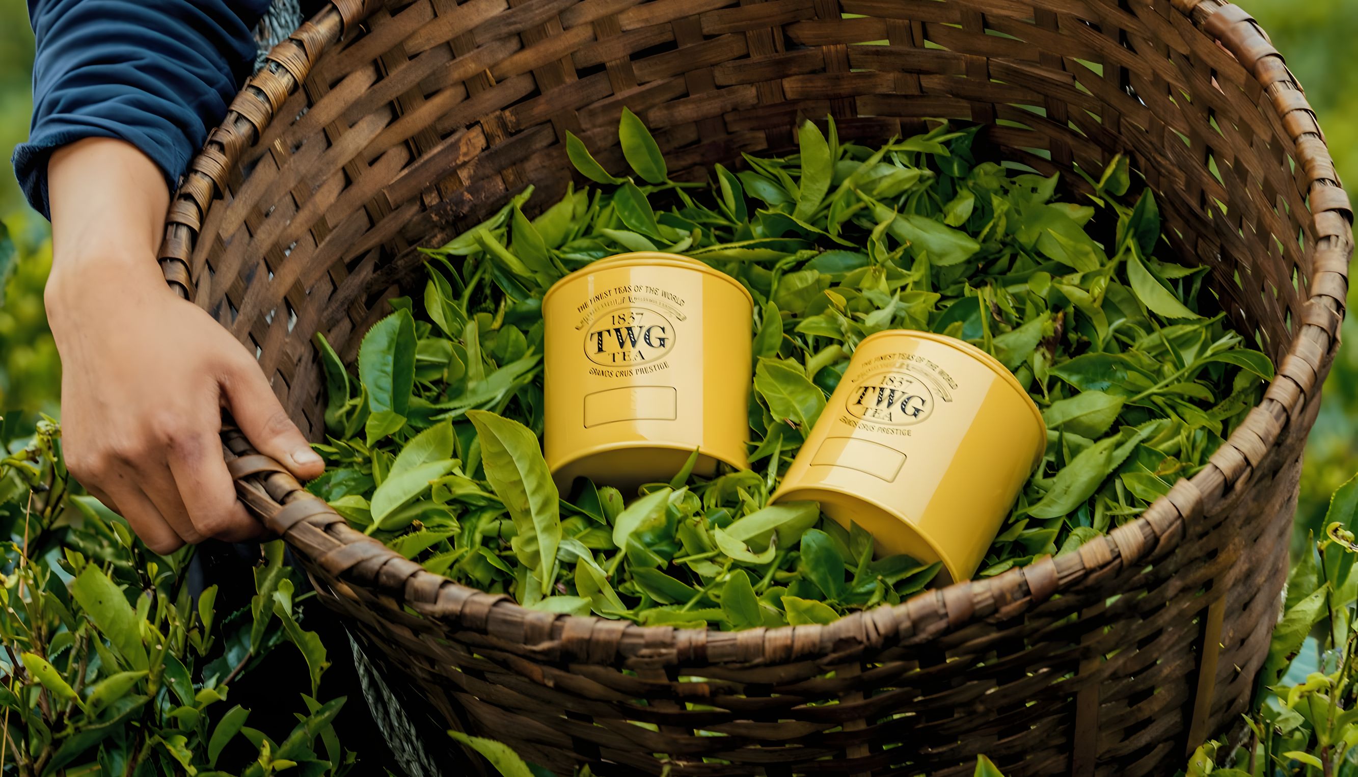 The Enchantment Of TWG Tea - A Journey Through Taste And Tradition