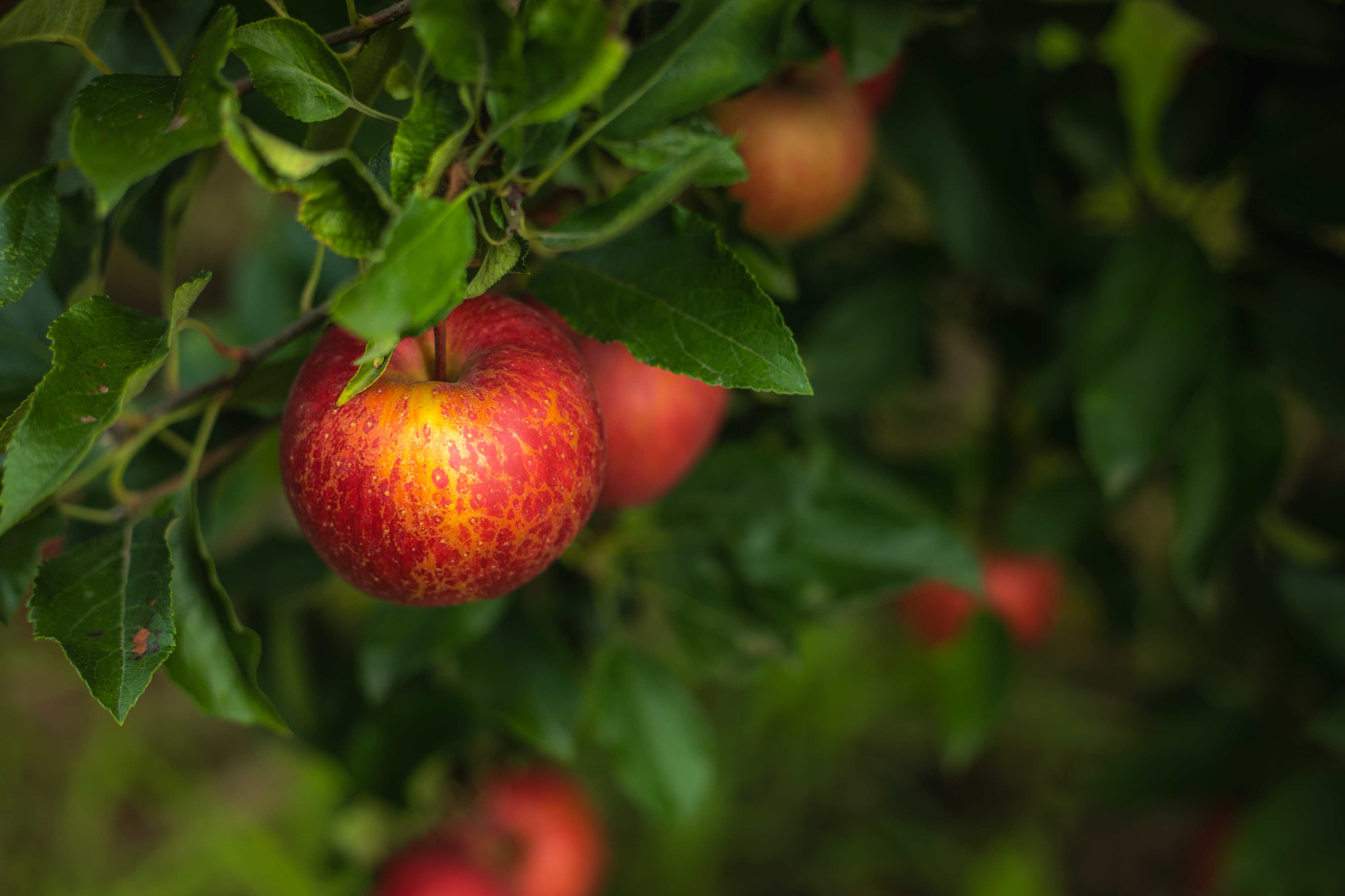 Finding Inspiration from the Ancient Apple Orchards of France