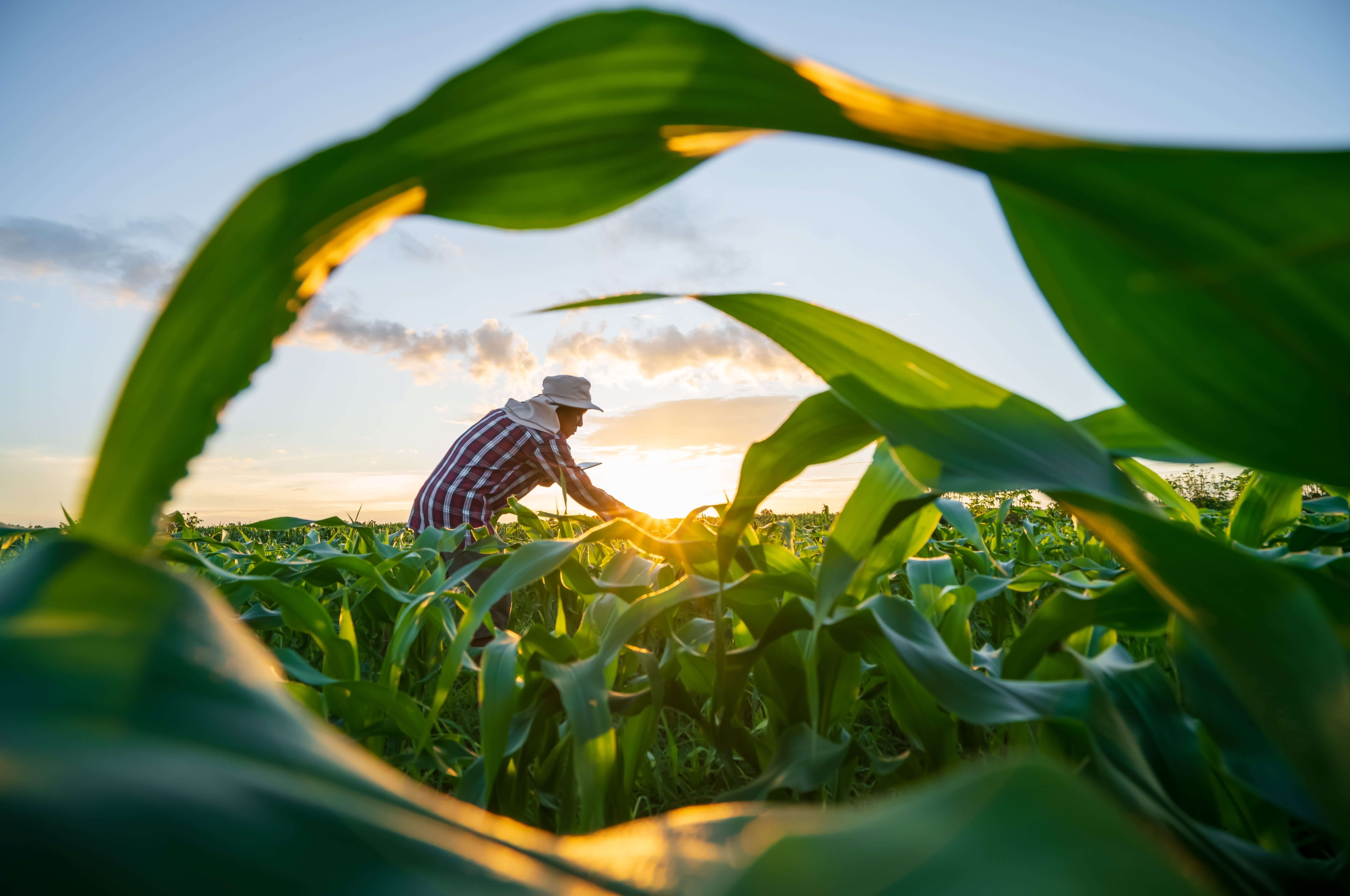 Nature's Blueprint: Farming Methods That Heal the Earth